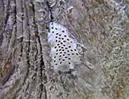 ミダレカクモンハマキ