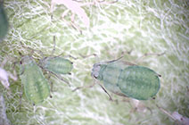 リンゴクビレアブラムシ