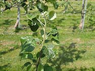 リンゴクビレアブラムシ