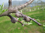 リンゴワタムシ